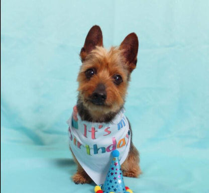 Dog birthday hat pet hat